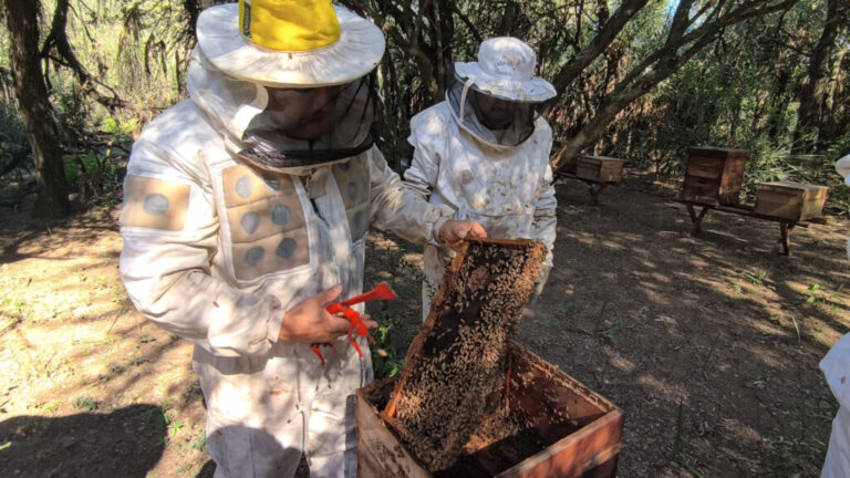 Chaco lidera la producción de miel orgánica en la Argentina