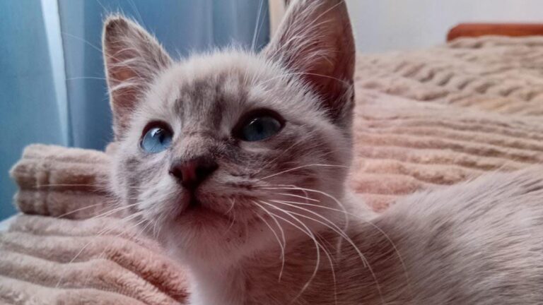 «Timoteo» sueña con una familia