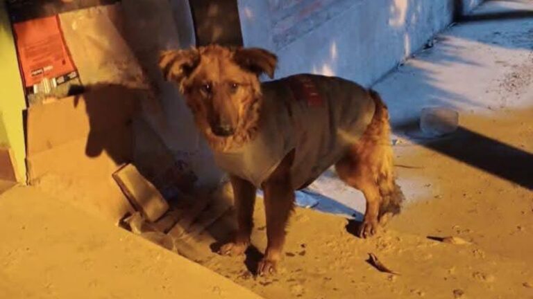 Barrio Adep: buscan a la familia de un perro