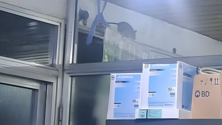 Ratas en el Hospital Gallardo: «Terrible trabajar en estas condiciones»