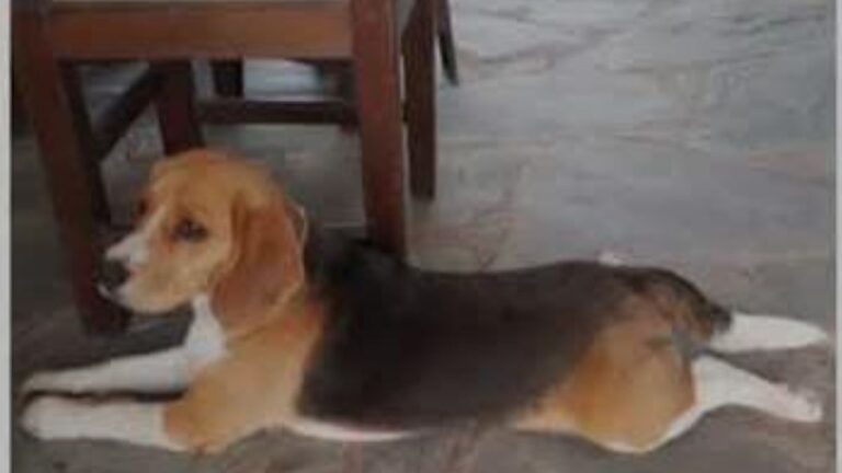 El Carmen: ofrecen recompensa por «Picachu»