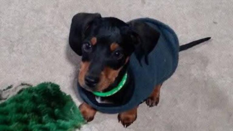 Barrio Alto Comedero: denuncian el robo de un cachorro