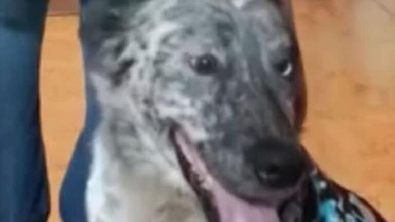 Barrio Alto Comedero: recompensa a quien encuentre a «Loki»