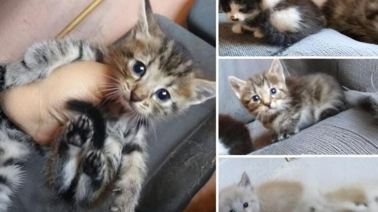 Tiernos felinos esperan ser adoptados