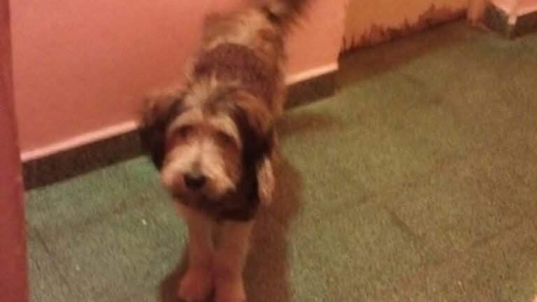 Barrio San Pedrito: «Tato» sigue sin aparecer