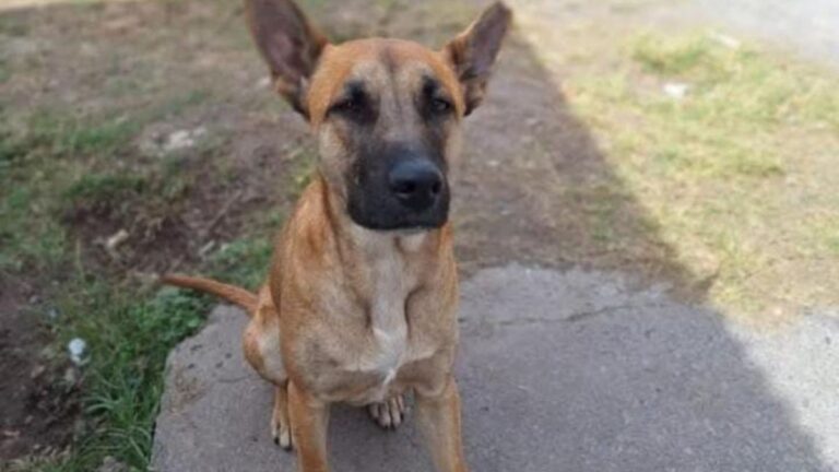 Los Molinos: «Tyson» está perdido