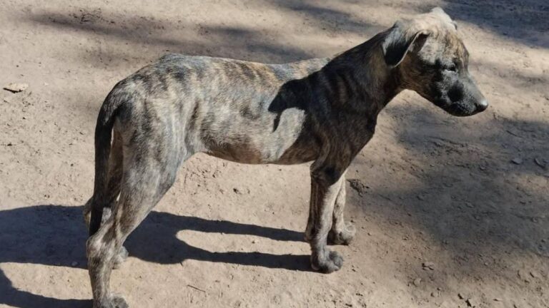 Perico: familia busca a una cachorra