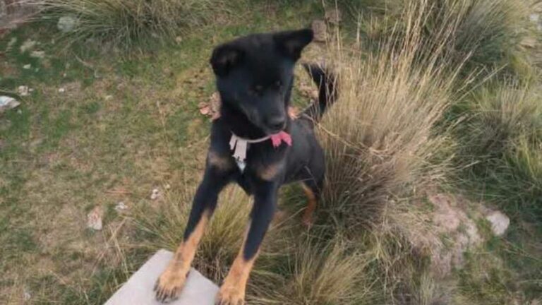 La Quiaca: ofrecen recompensa por «Cobu»