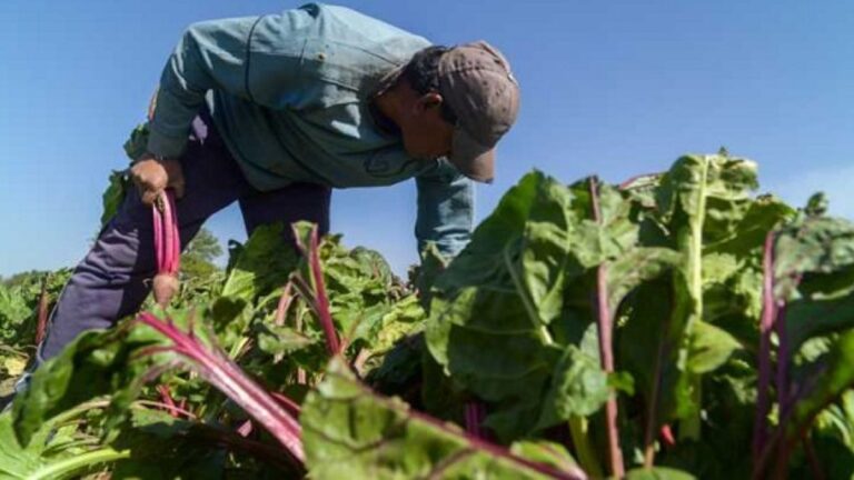 Complicada situación para productores agrícolas y ganaderos de Jujuy