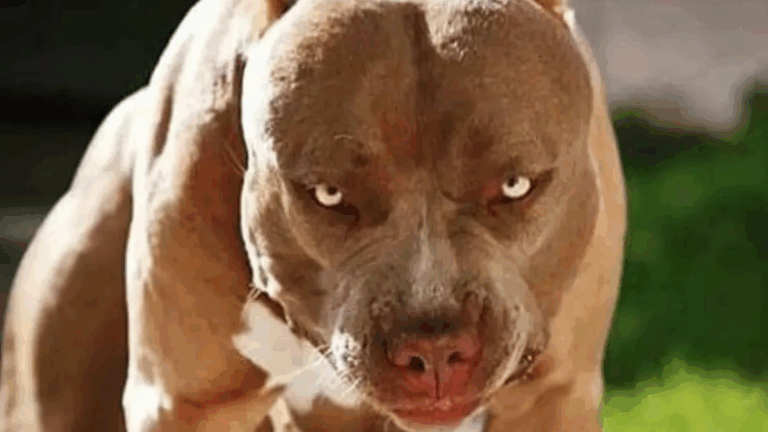 Temor en Palpalá: un Pitbull se metió a una casa y mató a un caniche