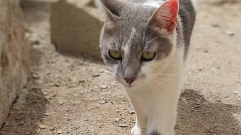 Barrio Mariano Moreno: ofrecen recompensa por «Tekila»