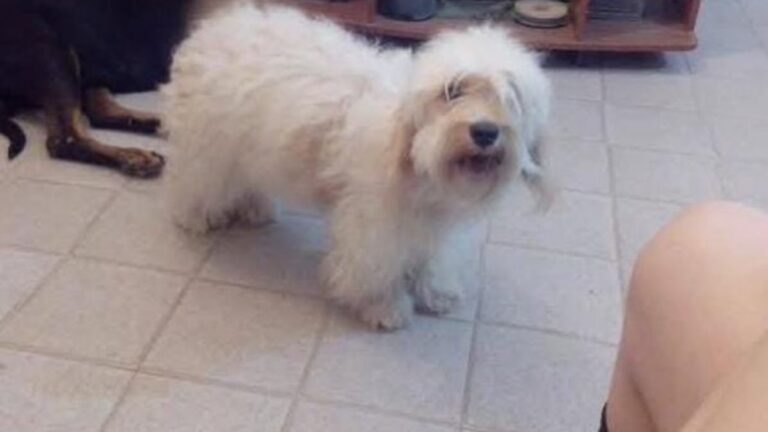 !Urgente! Se extravió una perra con un tumor en Alto Comedero