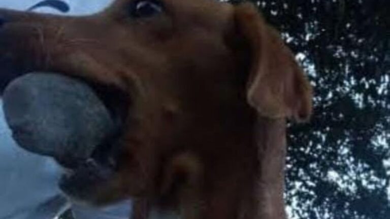 Barrio Alto Comedero: «Olaf» es intensamente buscado