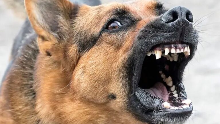 Palpalá: un perro atacó y causó serias lesiones en el rostro a una niña de 4 años