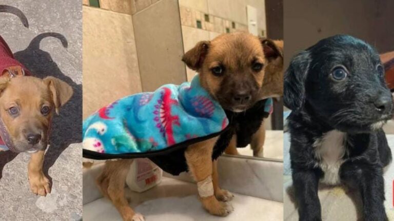 Barrio Alto Comedero: tiernos cachorros esperan amor incondicional