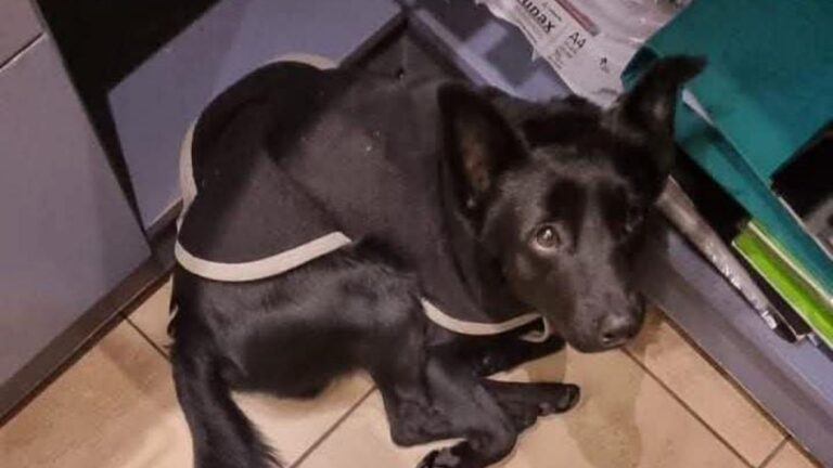 «Negrito» es buscado en la zona céntrica capitalina