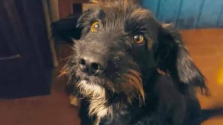 Barrio Cuyaya: buscan a «Pipo»