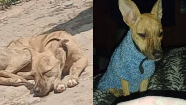 Barrio Coronel Arias: buscan intensamente a «Dalila»