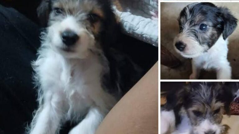 «Bruno» se perdió en barrio Belgrano