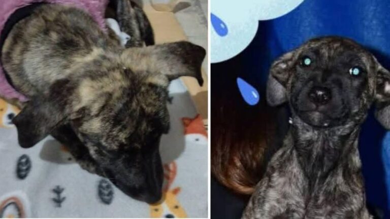 «Nana» se extravió en Perico