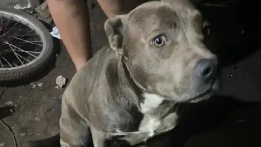 «Hematomas y heridas cortantes»: qué reveló la autopsia del nene que fue hallado muerto y con mordeduras en su cuerpo