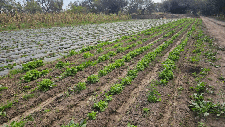 Crece la incertidumbre en productores hortícolas jujeños