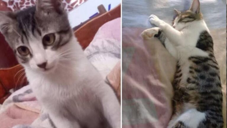 Barrio Cuyaya: Urgente! Se perdió «Eco»