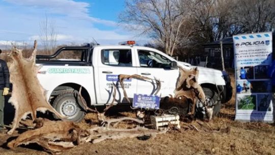 Neuquén: desbaratan una red de cazadores furtivos con un botín lleno de astas, cueros y trampas