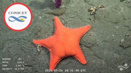 El desfinanciamiento del CONICET dificulta el avance de una investigación sobre anestésicos para pacientes con cáncer