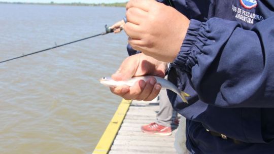 Se aproxima el tiempo de pescar sardinas