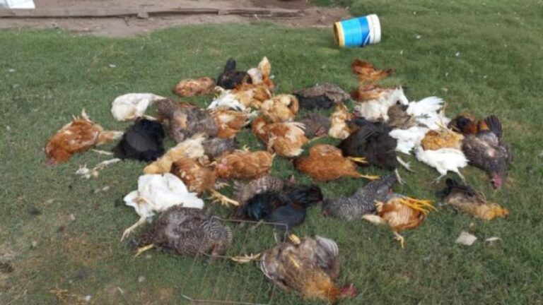 Una mujer denunció la matanza de 83 gallinas por parte de 3 perros