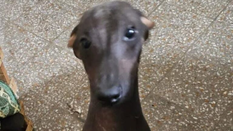 Barrio Malvinas: una abuela busca a su perra «Pili»