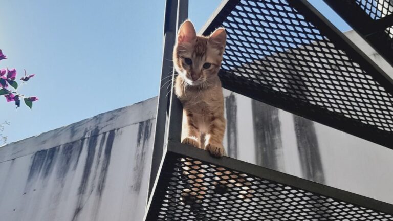 Barrio Centro: Urgente! Buscan a «Angelito», un gatito perdido