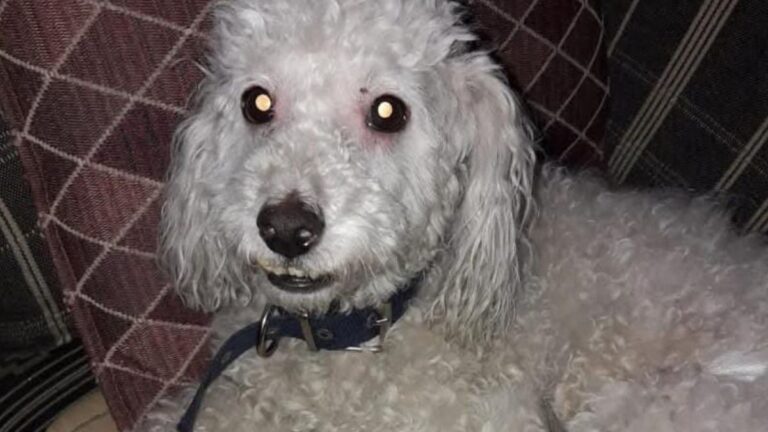 «Tobias», un perro con ceguera, se perdió en Alto Comedero