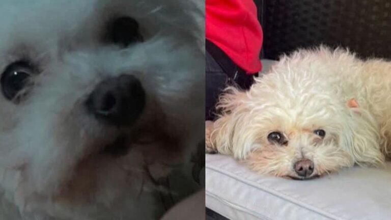 Barrio San Pedrito: denuncian el robo de una perra