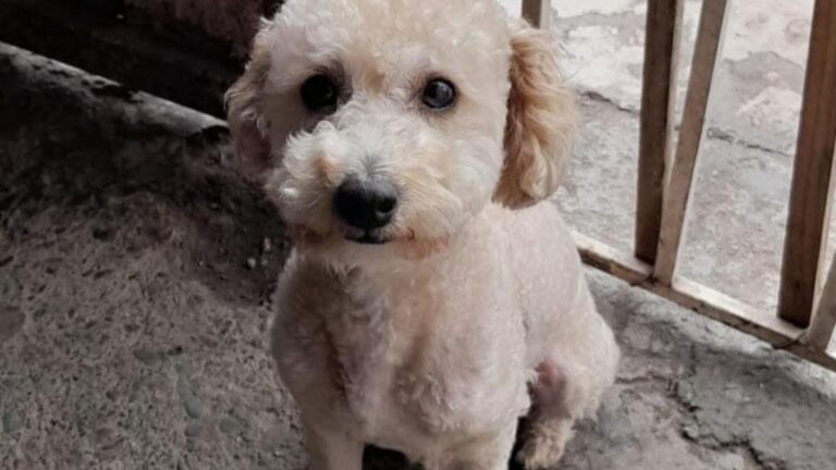 Ofrecen recompensa por «China», perdida en barrio Alto Comedero