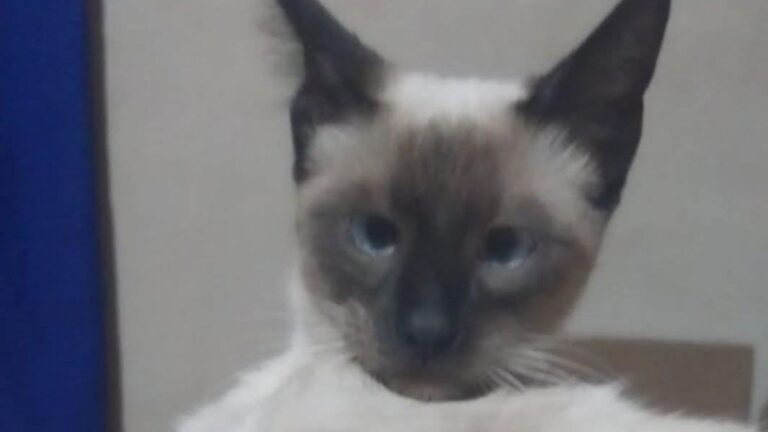 Barrio Malvinas: un niño pide ayuda para hallar a su gata