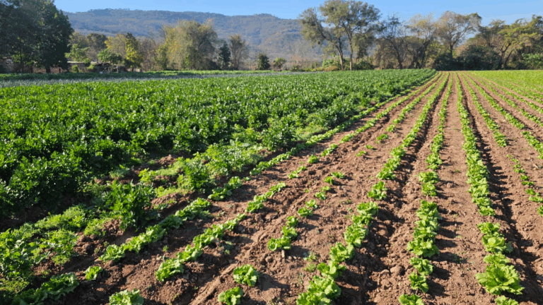 Altos costos, pérdidas y falta de apoyo dejan a los productores jujeños a la deriva