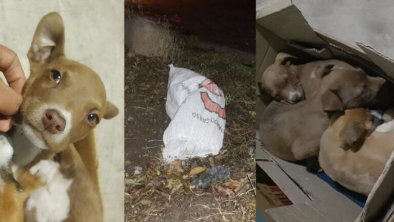 Maltrato animal: buscan hogar para cachorros hallados en una bolsa