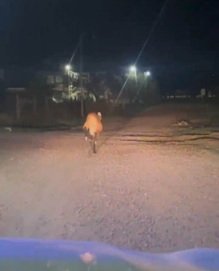 Apareció un aguará guazú cerca de un hotel por Ruta 11