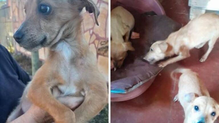 Los Alisos: cachorros que fueron tirados en la ruta necesitan amor