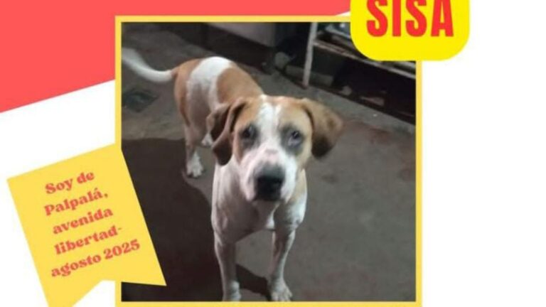 Palpalá: «Sisa» es buscada intensamente