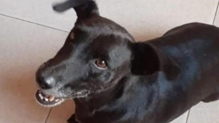 Barrio Malvinas: continúan buscando a un perro