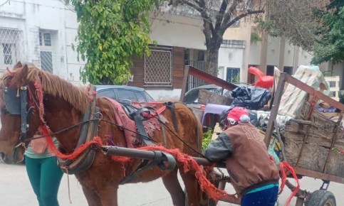 Resistencia avanza en la erradicación de la tracción a sangre animal