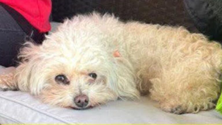 Barrio San Pedrito: ofrecen recompensa por «Pompón»