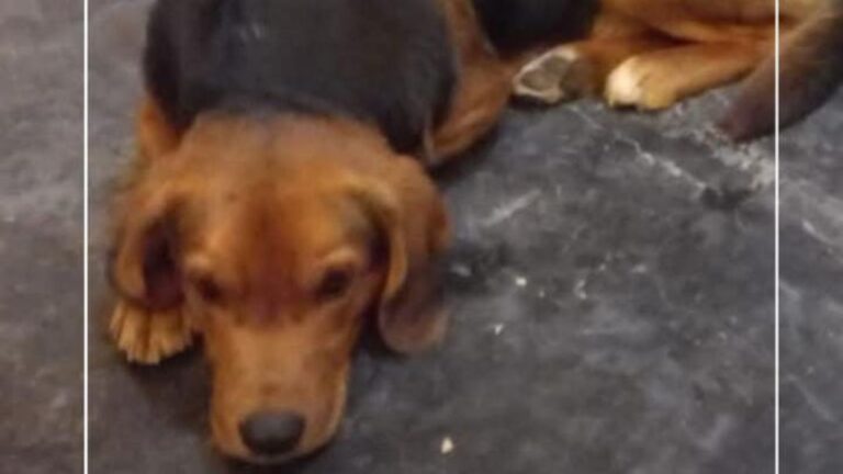 El Ceibal: buscan a la familia de un perro