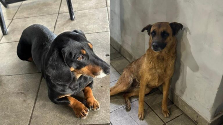 Barrio Bajo La Viña: buscan a familias de dos animales