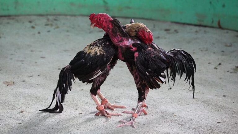 Crueldad animal en Corrientes: condenan a tres imputados por transportar gallos para riñas clandestinas