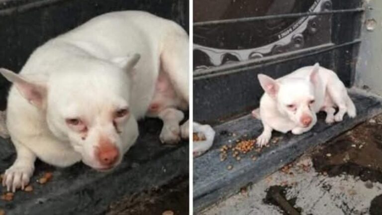 «Copito» es intensamente buscado en barrio Chijra