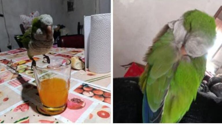 Loteo Bárcena: buscan a la cata «Cielo»